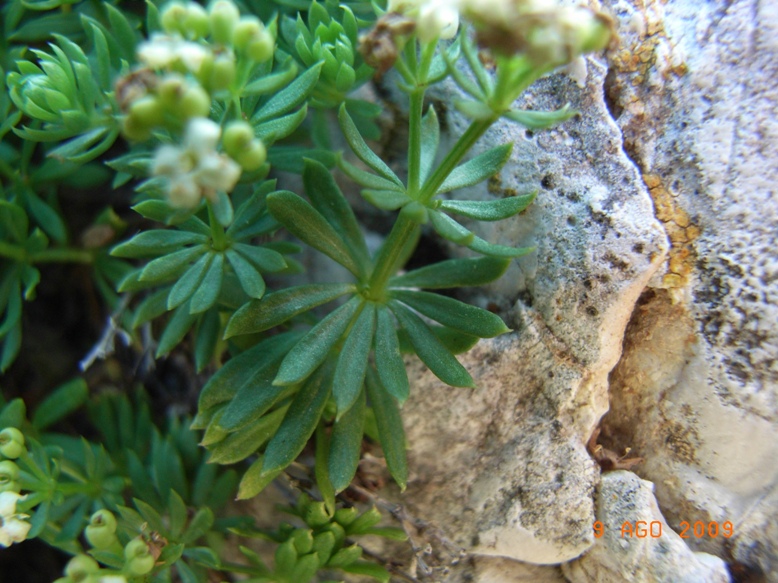 Galium magellense / Caglio della Majella